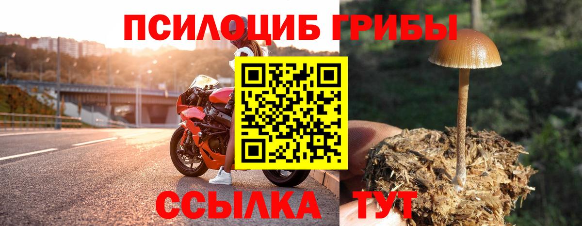 хочу наркоту  Галлюциногенные грибы Cubensis  Вход с VPN  Серпухов 